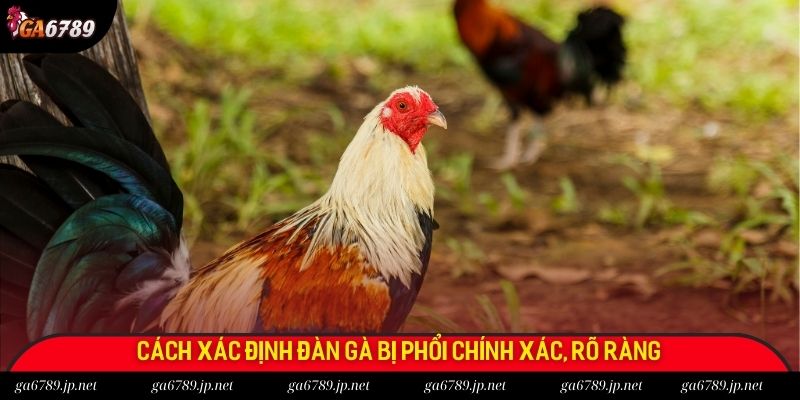 Cách xác định đàn gà bị phổi chính xác, rõ ràng