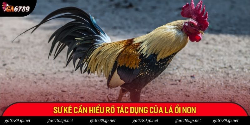Sư kê cần hiểu rõ tác dụng của lá ổi non
