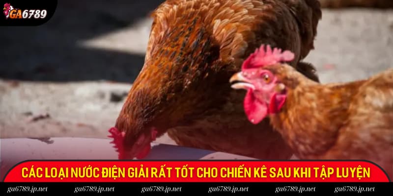 Các loại nước uống điện giải rất tốt cho chiến kê sau khi tập luyện