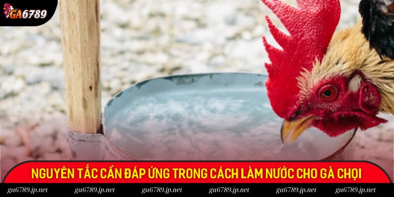Nguyên tắc cần đáp ứng trong cách làm nước cho gà chọi