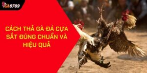Cách thả gà đá cựa sắt