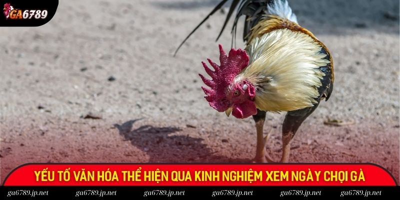 Yếu tố văn hóa thể hiện nổi trội qua kinh nghiệm xem ngày chọi gà