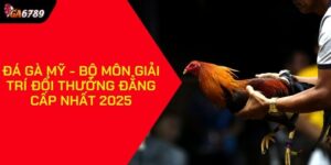 Đá gà Mỹ
