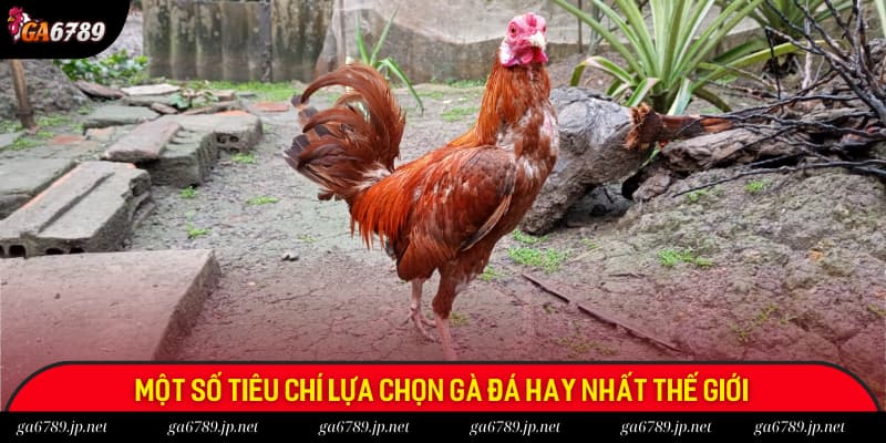 Một số tiêu chí lựa chọn gà đá hay nhất thế giới phổ biến