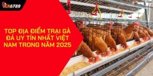 Trại gà đá